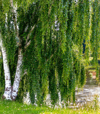 Bříza bělokorá - Betula pendula - semena břízy - 15 ks