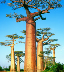 Baobab grandidieri - Adansonia grandidieri - semena baobabu - 2 ks
