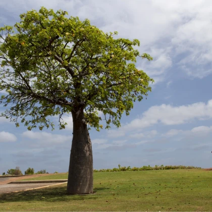 Baobab australský - Adansonia gregorii - semena baobabu - 2 ks