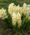 Hyacint City of Haarlem - Hyacinthus orientalis - cibule hyacintu - 1 ks