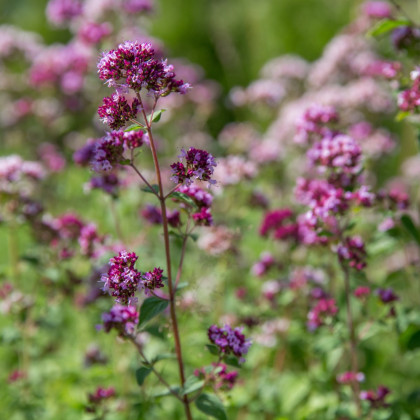 Dobromysl obecná - Origanum vulgare - semena dobromyslu - 1200 ks