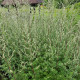 Pelyněk Černobýl - Artemisia vulgaris - semena pelyňku - 0,01 g