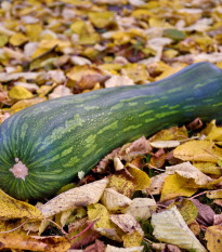 Tykev Lunga di Napoli - Cucurbita moschata - semena tykve - 5 ks