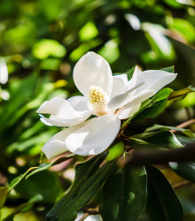 Magnólie velkokvětá - Magnolia grandiflora - semena magnólie - 5 ks