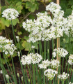 Pažitka česneková - Allium tuberosum - semena pažitky - 200 ks