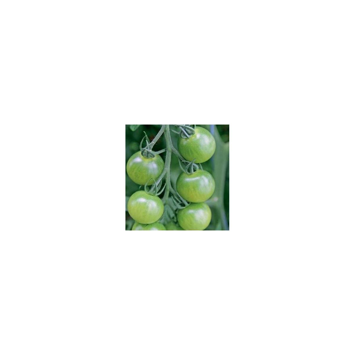 Rajče Limetto F1 - Lycopersicon esculentum - semena rajčete - 5 ks