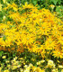 Zahradní sen ve žluté - semena letniček - směs letniček - 0,9 g