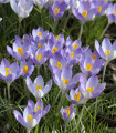 Krokus Tomasiniho Barrs Purple - Crocus tommasinianus - hlízy krokusu - 3 ks