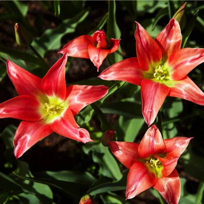 Tulipán Linifolia - Tulipa - cibule tulipánu - 3 ks