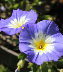 Svlačec trojbarevný Royal Ensign - Convolvulus tricolor - semena svlačce - 50 ks