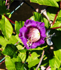 Vilec šplhavý modrý - Cobaea scandens - semena vilce - 7 ks