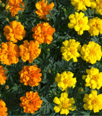 Aksamitník rozkladitý Primo - Tagetes patula - semena aksamitníku - 0,3 g