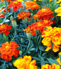 Aksamitník rozkladitý Bolero - Tagetes patula nana - semena aksamitníku - 0,3 g