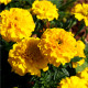 Aksamitník nízký Gold - Tagetes patula nana gold - semena aksamitníku - 0,3 g