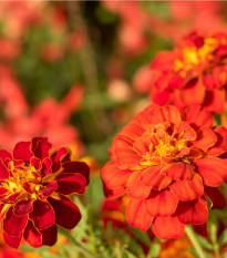 Aksamitník rozkladitý Carmen - Tagetes patula nana - semena aksamitníku - 0,3 g