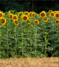 Slunečnice King Kong - Helianthus annuus - semena slunečnice - 6 ks