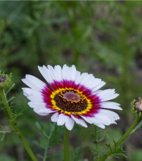 Kopretina kylnatá směs - Chrysanthemum carinatum mix - semena kopretiny - 100 ks