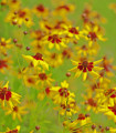 Krásnoočko nízké dvoubarevné - Coreopsis tinctoria - semena krásnoočka - 50 ks