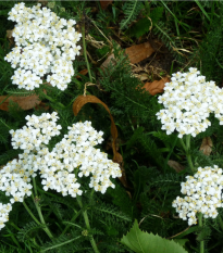 Řebříček obecný Yarrow - Achillea millefolium - semena řebříčku - 200 ks