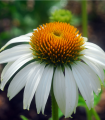 Třapatka nachová White Swan - Echinacea purpurea  - semena - 15 ks