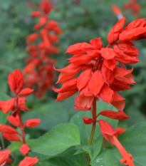 Šalvěj zářivá - Salvia splendens - semena šalvěje - 40 ks