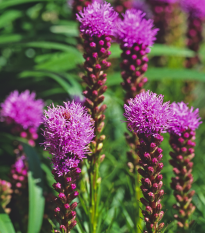 Šuškarda klasnatá Floristan Violet - Liatris spicata - semena šuškardy - 20 ks