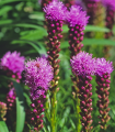 Šuškarda klasnatá Floristan Violet - Liatris spicata - semena šuškardy - 20 ks