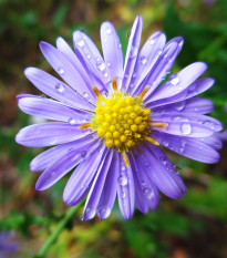 Astra alpínská modrá - Aster alpinus - semena astry - 70 ks