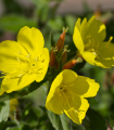 Pupalka dvouletá - Oenothera biennis - semena pupalky - 150 ks