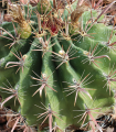 Ferokaktus- Ferocactus- semena Ferokaktusu- 6 ks