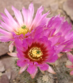 Kaktus - Echinocereus reichenbachii - semena kaktusu - 8 ks