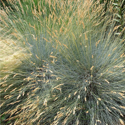Okrasná tráva Kostřava - Festuca coxii - prodej semen okrasných trav - 5 ks