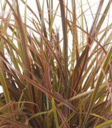 Okrasná tráva - Uncinia egmontiana - semena okrasné trávy - 5 ks