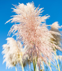 Pampová tráva růžová - Pampas - Cortaderia selloana - semena pampové trávy - 10 ks