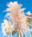 Pampová tráva růžová - Pampas - Cortaderia selloana - semena pampové trávy - 10 ks