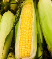 Kukuřice cukrová Golden Bantam - Zea Mays - semena kukuřice - 16 ks