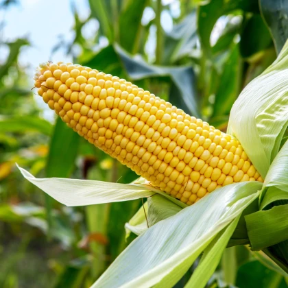 Kukuřice cukrová Ombra F1 - Zea mays - semena - 15 ks