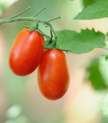 Rajče Ravello - Solanum lycopersicum - semena rajčete - 4 ks