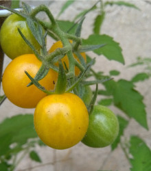 Divoké rajče Gold Rush - Solanum pimpinellifolium - semena rajčete - 6 ks