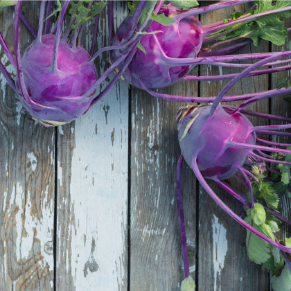 Kedluben raný modrý Purple Vienna - Brassica oleraca - semena kedlubnu - 100 ks
