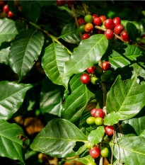 Kávovník arabský - Coffea arabica - semena kávovníku - 5 ks