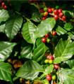 Kávovník arabský - Coffea arabica - semena kávovníku - 5 ks