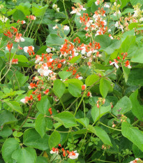 Fazole šarlatová pnoucí Hestia - Phaseolus coccineus - semena fazole - 10 ks