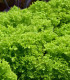BIO Salát listový kadeřavý Lollo Bionda - Lactuca sativa - bio semena - 0,1 g