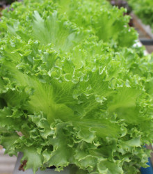 Salát kadeřavý letní - Lactuca sativa - semena salátu - 450 ks