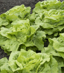 Salát hlávkový Attractie - Lactuca sativa - semena salátu - 100 ks