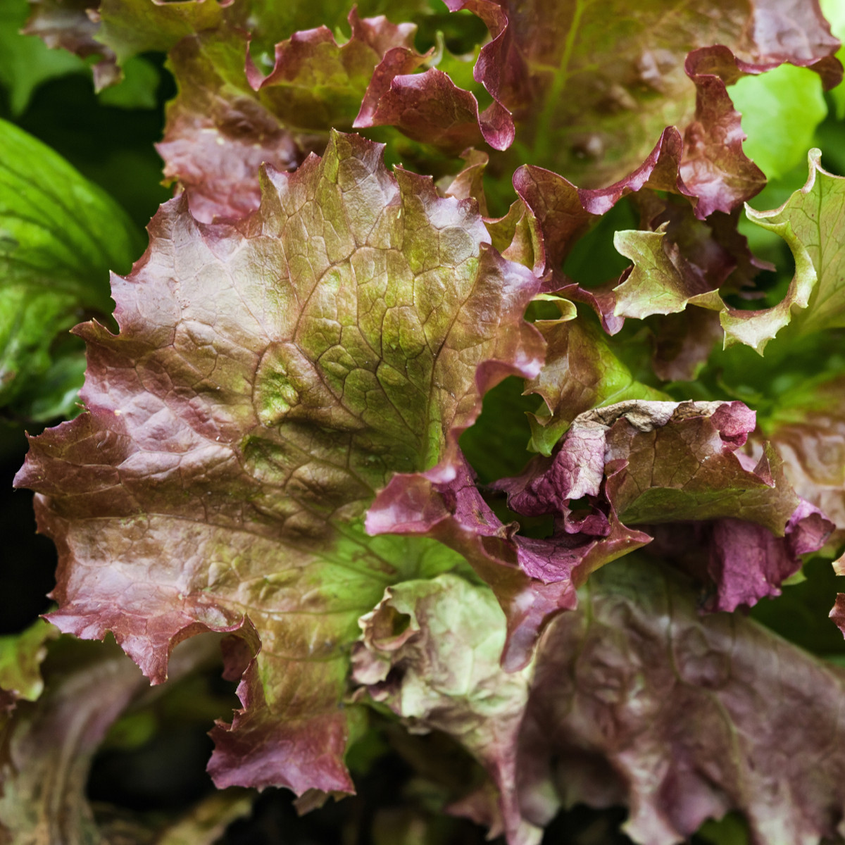 Salát trhací americký hnědý - Latuca sativa - semena salátu - 450 ks
