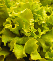 Salát hlávkový Maikönig - Lactuca sativa - semena salátu - 800 ks