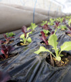 Salát na balkón Baby Leaf - Lactuca sativa - semena salátu - 100 ks