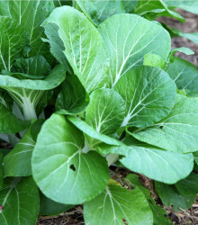 Hořčice salátová Misome F1 - Brassica campestris - semena hořčice - 20 ks